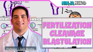 Embryology - Fertilization, Cleavage, Blastulation