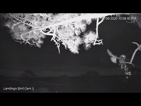 Close Call In Savannah: Female Osprey Attacked By Great Horned Owl – March 9, 2020