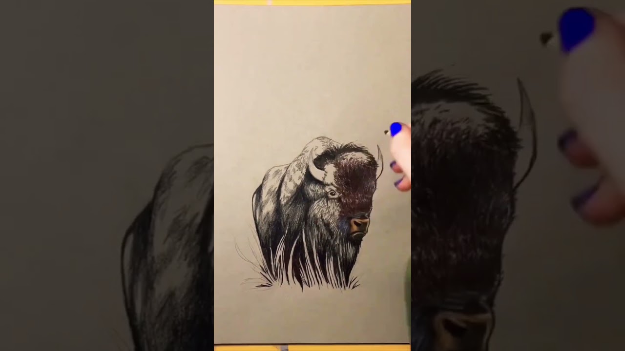 Not the best bison ever, but I tried 😊 #art #animals #bison #wildlife #sketchbook