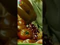 Mumbai Saga John Abraham Action Sceen Fight Sceen WhatsApp Status