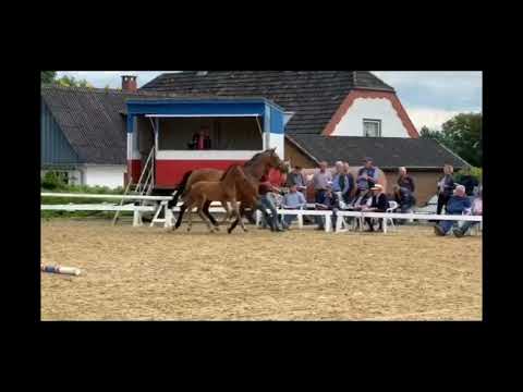 Hengstfohlen v. Crack x Cashandcarry