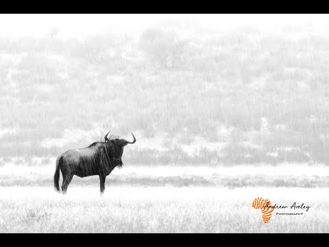 Rain and Flash Flood in the Kgalagadi - Driving in deep water