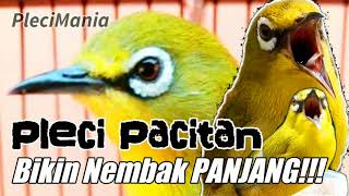 Download lagu Masteran Pleci Pacitan Nembak Panjang Audio Bening!!! mp3