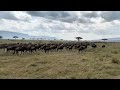 Wildebeest Running Through The Serengeti