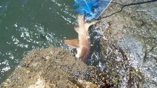 preview picture of video 'Shark  Fishing at Ponce Inlet North Jetty'