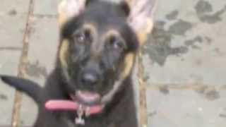 Ice & Snow: A Dog's Tale!