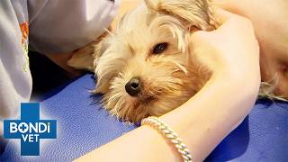 Can Rescue Dog’s Heart Surgery Give Him A Second Chance At Life? | Bondi Vet Full Episode
