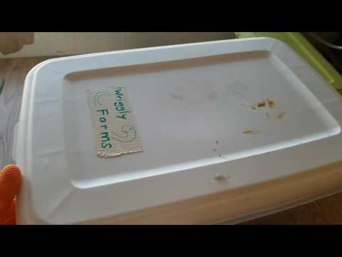 Worm Bin Week Two!  Vermicomposting while living on the road....