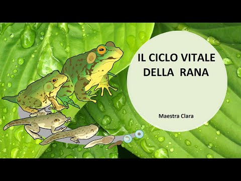 [SCIENZE] - Il ciclo vitale della rana