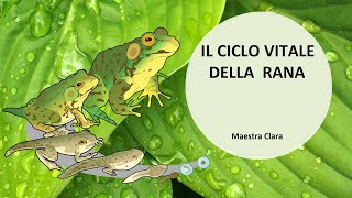 [SCIENZE] - Il ciclo vitale della rana