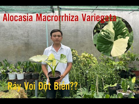 , title : 'Kiểng lá cực hiếm Ráy Voi đột biến | Alocasia Macrorrhiza Variegata | Người Yêu Hoa Kiểng'