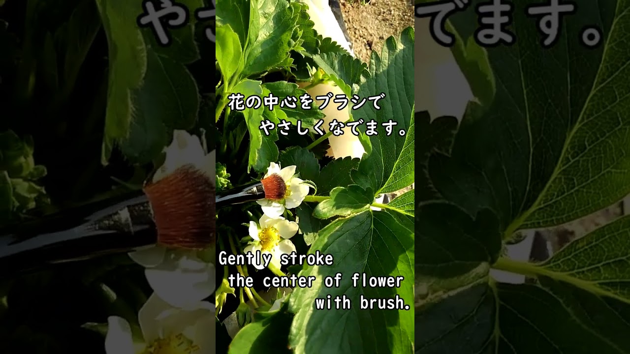 いちごの受粉（宝交早生いちごの受粉作業） #shorts