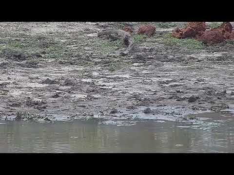 Djuma: Blacksmith Lapwing parent with one chick out feeding  - 15:37 - 10/07/21