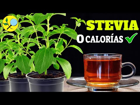 , title : '💚 Cultivo COMPLETO de STEVIA - Edulcorante Orgánico - Acodos'