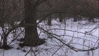 The Shape in The Video Left Footprints