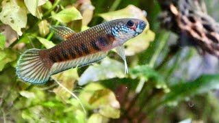 Betta patoti and Chill - Species Spotlight