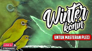 Download lagu 🔴 Tembakan WINTER KONIN Untuk Masteran Pleci, Sogon, Konin, Kowul dan Burcik Lainya #masteranburcil mp3