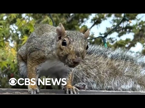 Angry squirrel attacks people in California