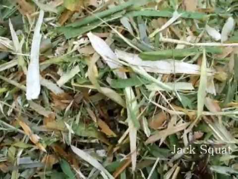 Redneck silage chopper