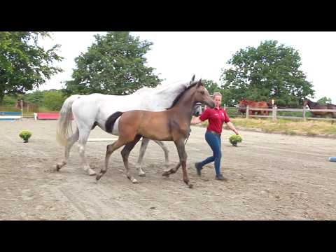 Clarimo x Lux Z x Cantus - geb. 19.04.18 - Fohlenprämierung