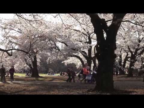東京周邊的櫻花。新宿-目黑-上野-臺場 (Cherry Blossoms Around Tokyo: Shinjuku, Meguro, Ueno and Odaiba)
