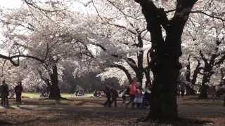 Cherry Blossoms Around Tokyo: Shinjuku, Meguro, Ueno and Odaiba ★ ONLY in JAPAN #7