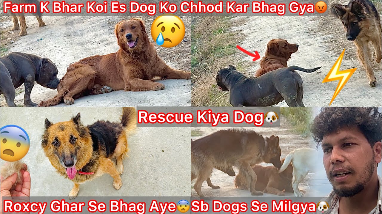Farm K Bhar Koi Es Dog Ko Chhod Kar Bhag Gya😡Rescue Kiya Dog🐶New Dog Ko Apne Dogs Se Milvya