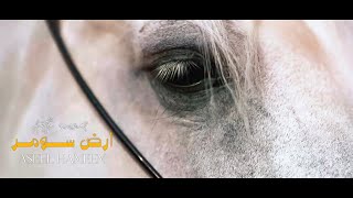 كلمات اغنية ارض سومر اصيل هميم