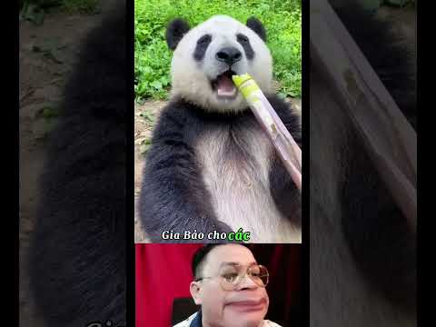 FUNNY PANDA P5 #lequannhan #comedy #cute #shorts #funny #voice #richvoices #usa #trending #panda