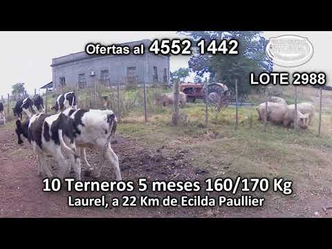 Lote 10 Terneros 10 HO 160/170 Kgkg -  en Laurel, a 22 Km de Ecilda Paullier