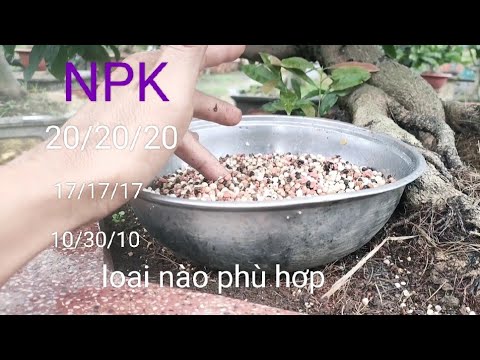 NPK, NPK fertilizer for apricot in rainy and stormy season to avoid cold roots, which type of NPK...