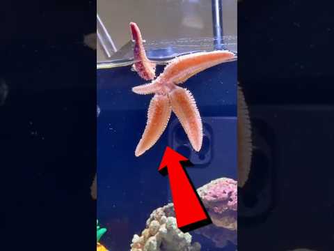 This Starfish Tore Itself Apart… Then Something Unbelievable Happened 😳 #actingchallenge