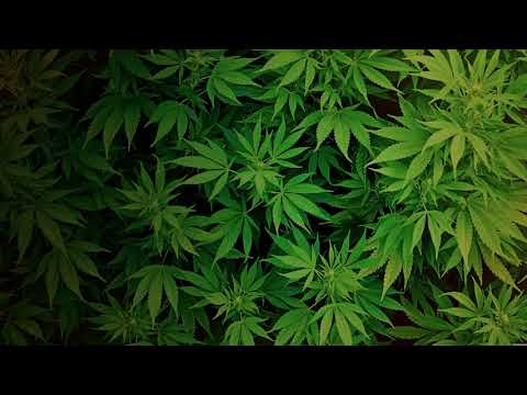 Rastafah   ใบไม้ bai mai