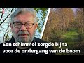 Van Rossem Vertelt: 'Is het wel zo erg dat al dat essenhakhout dood gaat?' | RTV Utrecht