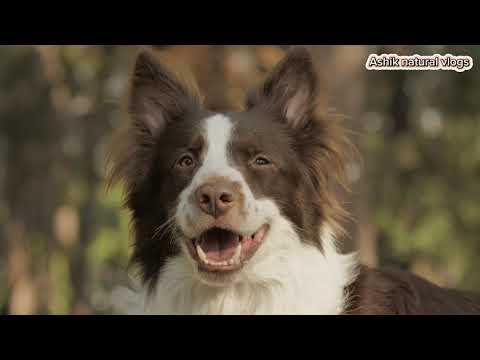 Dog vlogs . Ashik natural vlogs