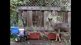 In the Garden... Caught the Bandits