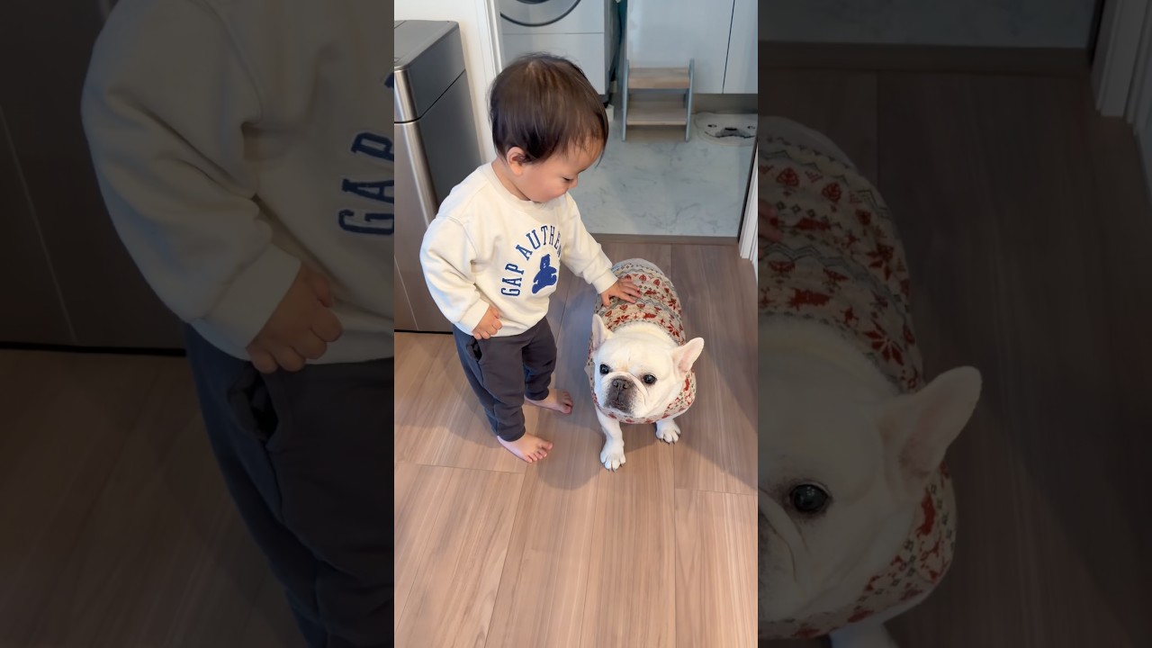 不安そうな1歳児を安心させる愛犬が可愛いすぎた… #赤ちゃん #犬 #フレンチブルドッグ
