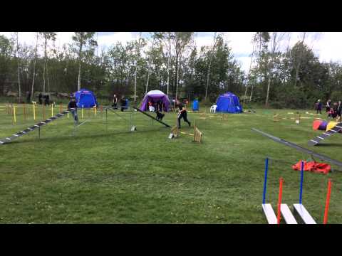 Enos - Agility 1B, Tollarp, 2015-05-17
