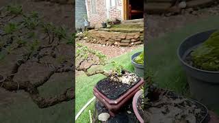 Download lagu Bonsai Santigi, Bonsai Terbaik.                ( Bonsai Pemphis Acidula  Bonsai The Best ). mp3