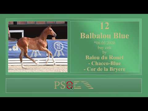 12 Balbalou Blue ENG by Balou du Rouet - Chacco-Blue - Cor de la Bryere