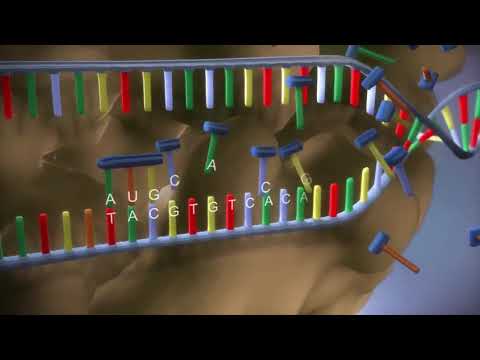 From DNA to protein   3D