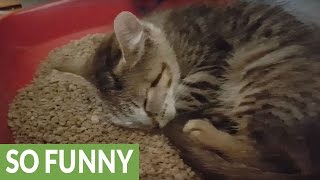Snoring kitten makes cutest noises ever