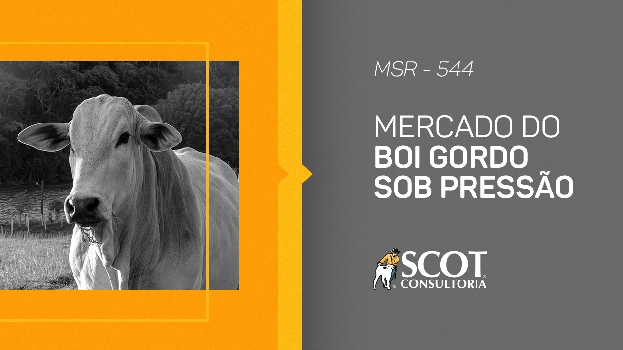 Mercado Sem Rodeios - Episódio 544 - Mercado do boi gordo sob pressão