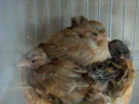 pair of fife canaries with 5 chicks
