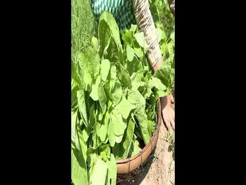 Roasted Pork in Forest Oven – Karina Style #KarinaCooking #JungleCooking #VillageCooking