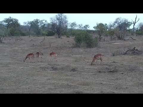 Djuma: Impalas grazing - 09:40 - 10/04/21