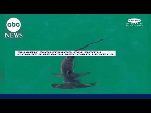 Shark sightings on both coasts reach record levels