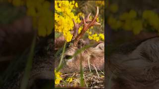 JETZT  NEU AUF @huntondemand Zurück im Heideland.