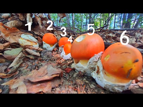 Blagve - 6 - Jedna do Druge - Amanita caesarea