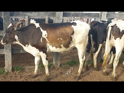 Feira de gado. NOVIHAS PRA LEITE em Dois Riachos Alagoas 22/07/26#nordeste